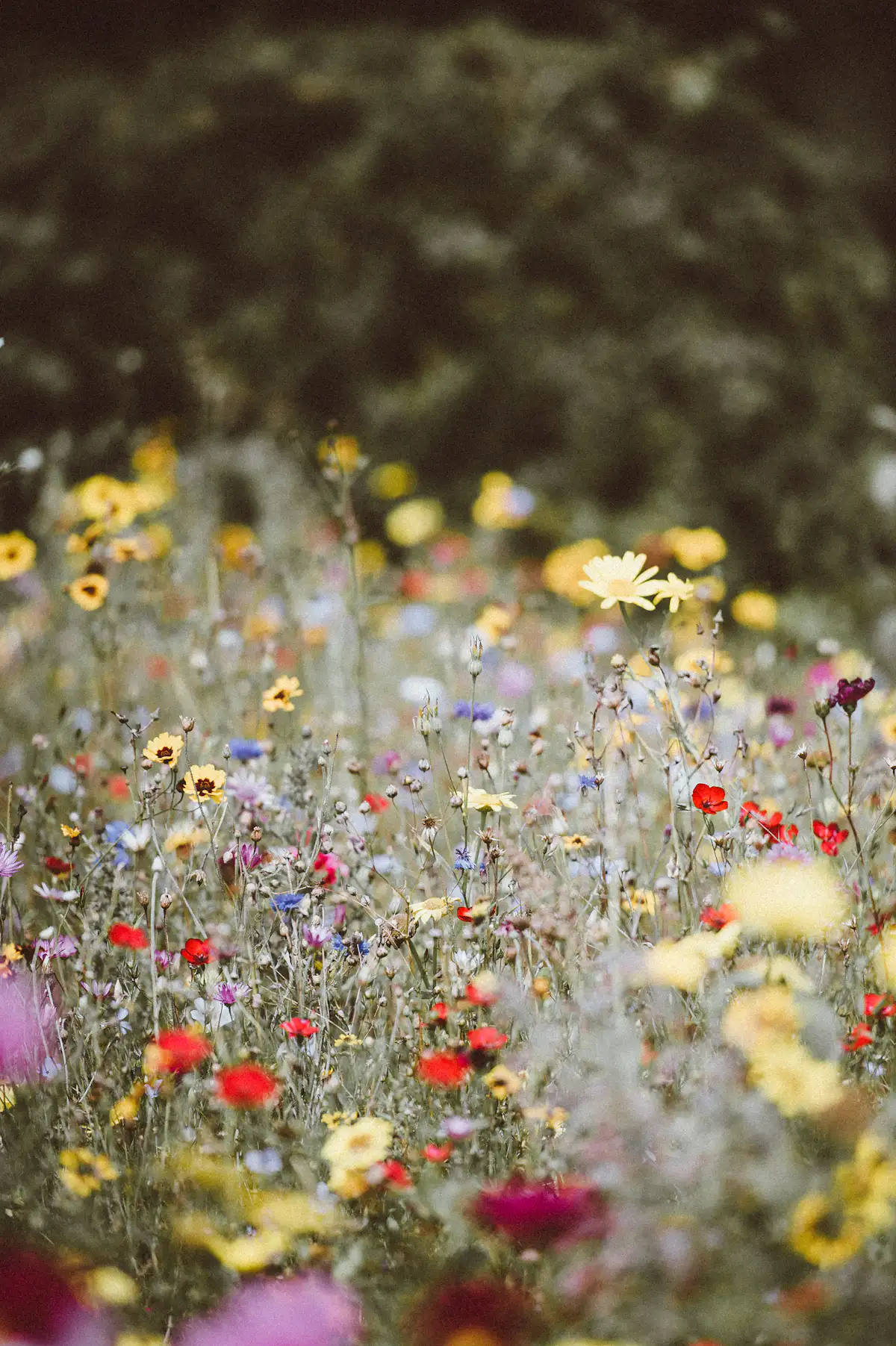 A meadow of mixed annuals in flower: poppies, cornflowers and daisies